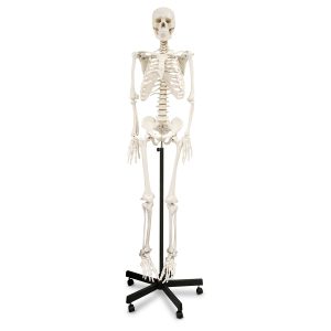 Esqueleto humano maniqui